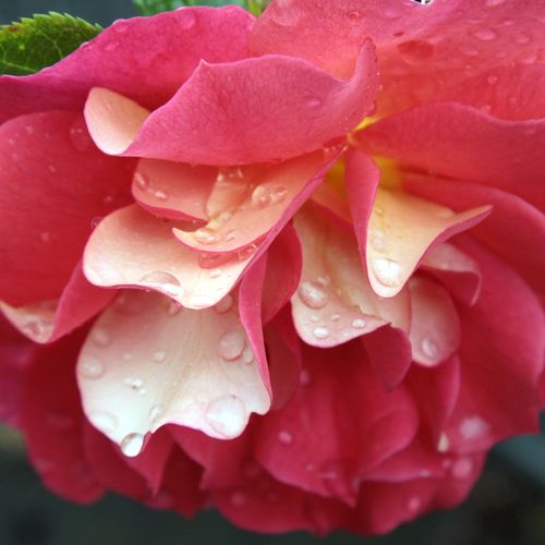 Trandafiri online - Galben-Roșu - trandafir pentru straturi Floribunda - trandafir cu parfum discret - Rosa Frenzy - Meilland International - Trandafir de strat care bucură ochiul, cu flori grupate bogate, de durată.
